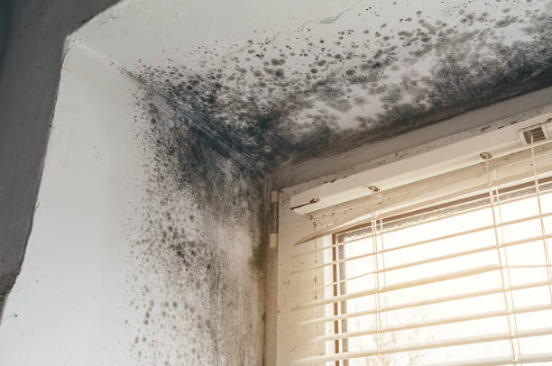 Trusted Crawl Space Mold Removal service in Highlands, NJ - Cheap Mold Removal